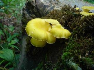 DSC00957.jpg