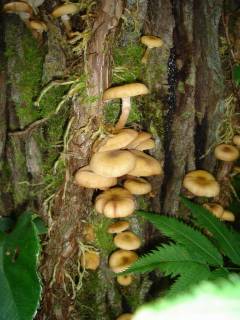 DSC00961.jpg