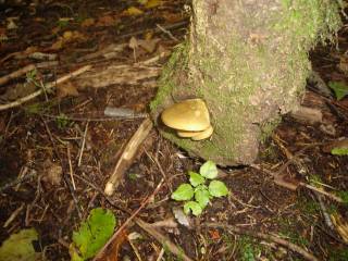 DSC03933.jpg