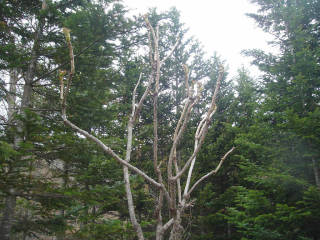 DSC08270.jpg