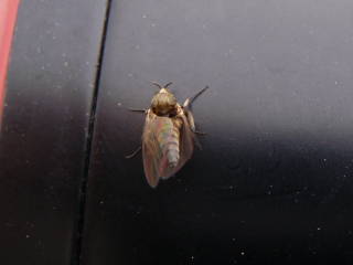 P5220140.JPG